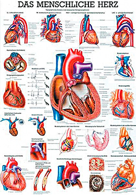anat. Lehrtafel: Das menschliche Herz 70 x 100 cm, Papier, Rüdiger Anatomie, medishop.de