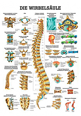 anat. Lehrtafel: Die Wirbelsule 70 x 100 cm, laminiert, Rdiger Anatomie, medishop.de