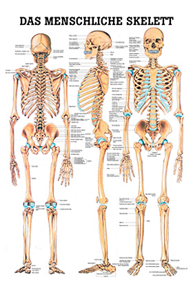 anat. Mini-Poster: Das Skelett 24 x 34 cm, Papier, Rüdiger Anatomie, medishop.de