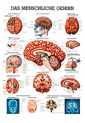 anat. Lehrtafel: Das menschliche Gehirn 70 x 100 cm, Papier, Rüdiger Anatomie, medishop.de