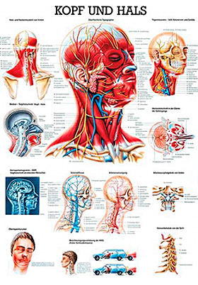 anat. Lehrtafel: Kopf und Hals 70 x 100 cm, Papier, Rdiger Anatomie, medishop.de