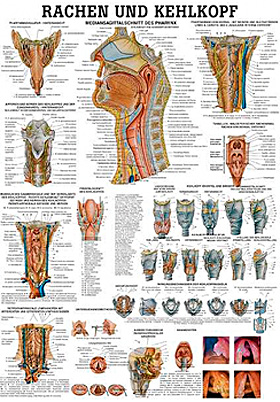 anat. Lehrtafel: Rachen und Kehlkopf 70 x 100 cm, laminiert, Rdiger Anatomie, medishop.de