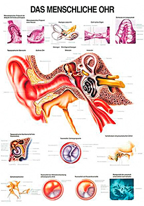 anat. Lehrtafel: Das menschliche Ohr 70 x 100 cm, Papier, Rdiger Anatomie, medishop.de
