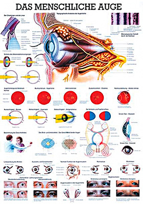 anat. Lehrtafel: Das menschliche Auge 70 x 100 cm, Papier, Rdiger Anatomie, medishop.de