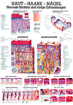 anat. Lehrtafel: Haut - Haare - Ngel 70 x 100 cm, laminiert, Rdiger Anatomie, medishop.de