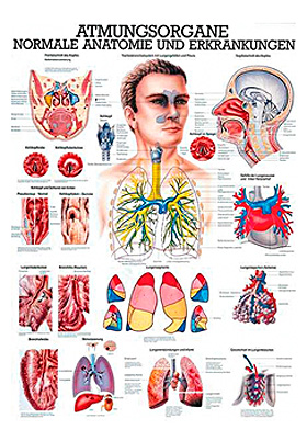 anat. Lehrtafel: Die Atmungsorgane 70 x 100 cm, laminiert, Rdiger Anatomie, medishop.de