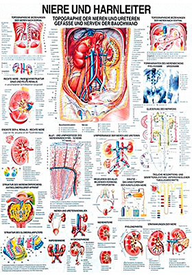 anat. Lehrtafel: Niere und Harnleiter 70 x 100 cm, Papier, Rüdiger Anatomie, medishop.de