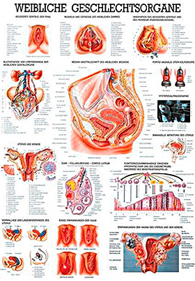 anat. Lehrtafel: Weibl.Geschlechtsorgane 70 x 100 cm, laminiert, Rüdiger Anatomie, medishop.de