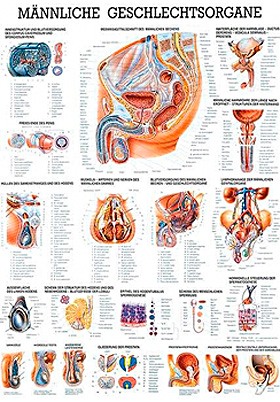 anat. Lehrtafel: Männl.Geschlechtsorgane 70 x 100 cm, laminiert, Rüdiger Anatomie, medishop.de