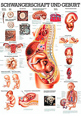 anat. Lehrtafel: Schwangerschaft, Geburt 70 x 100 cm, Papier, Rdiger Anatomie, medishop.de