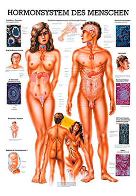 anat. Lehrtafel: Hormonsystem 70 x 100 cm, Papier, Rdiger Anatomie, medishop.de