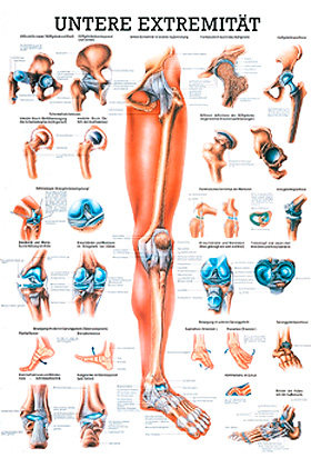 anat. Lehrtafel: Die untere Extremitt 70 x 100 cm, Papier, Rdiger Anatomie, medishop.de