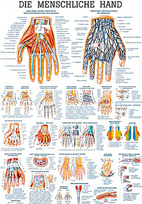 anat. Lehrtafel: Die menschliche Hand 70 x 100 cm, Papier, Rdiger Anatomie, medishop.de