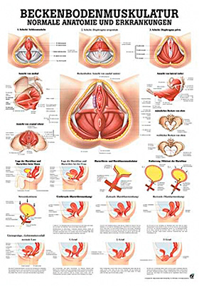 anat. Lehrtafel: Beckenbodenmuskulatur 70 x 100 cm, laminiert, Rdiger Anatomie, medishop.de