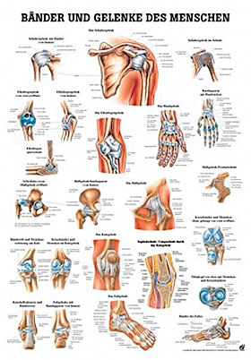 anat. Lehrtafel: Bnder und Gelenke 70 x 100 cm, laminiert, Rdiger Anatomie, medishop.de