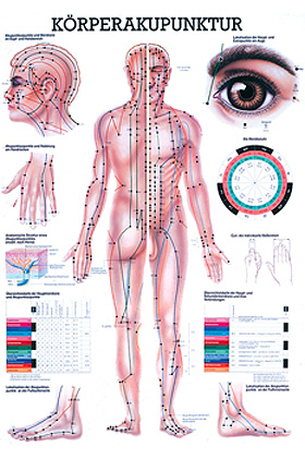 anat. Lehrtafel: Krperakupunktur 70 x 100 cm, laminiert, Rdiger Anatomie, medishop.de