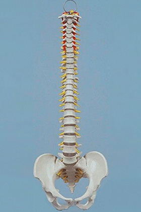 Mini-Wirbelsule mit Stativ, Rdiger Anatomie, medishop.de