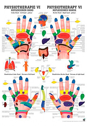 anat. Poster: Physiotherapie Reflexzonen Hand, 50 x 70 cm, Papier, zweisprachig, Rdiger Anatomie, medishop.de