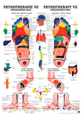 anat. Poster: Physiotherapie Reflexzonen Fu, 50 x 70 cm, laminiert, zweisprachig, Rdiger Anatomie, medishop.de