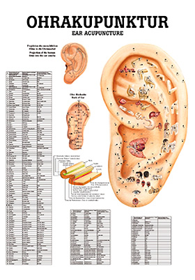 anat. Mini-Poster: Ohrakupunktur 24 x 34 cm, laminiert, zweisprachig, Rdiger Anatomie, medishop.de
