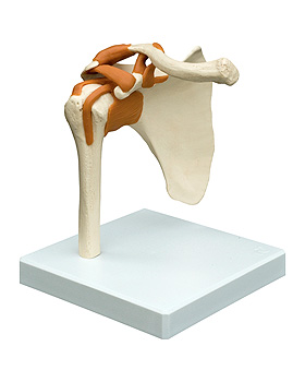 Schultergelenk auf Stativ, Rdiger Anatomie, medishop.de