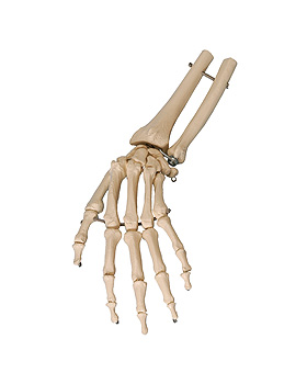 Handskelett mit Unterarmansatz, Rdiger Anatomie, medishop.de
