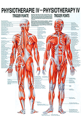 anat. Poster: Physiotherapie Triggerpunkte, 50 x 70 cm, Papier, Rdiger Anatomie, medishop.de