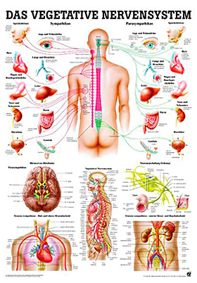 anat. Lehrtafel: Das vegetative Nervensystem 70 x 100 cm, Papier, Rdiger Anatomie, medishop.de