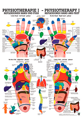 anat. Poster: Physiotherapie Reflexzonen Hand und Fu, 50 x 70 cm, Papier, Rdiger Anatomie, medishop.de