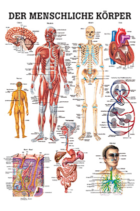 anat. Lehrtafel: Der menschliche Krper 70 x 100 cm, laminiert, Rdiger Anatomie, medishop.de