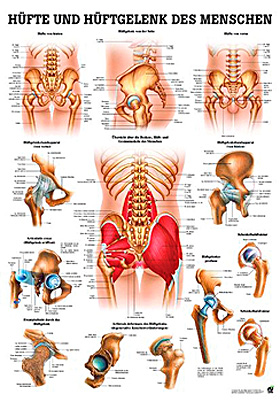 anat. Lehrtafel: Hfte & Hftgelenk 70 x 100 cm, Papier, Rdiger Anatomie, medishop.de