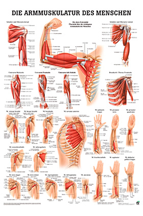 anat. Poster: Die Armmuskulatur des Menschen 50 x 70 cm, laminiert, Rdiger Anatomie, medishop.de