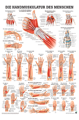 anat. Poster: Die Handmuskulatur des Menschen 50 x 70 cm, laminiert, Rdiger Anatomie, medishop.de