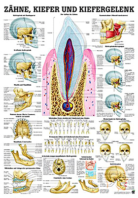 anat. Lehrtafel: Zhne & Kiefergelenk 70 x 100 cm, Papier, Rdiger Anatomie, medishop.de