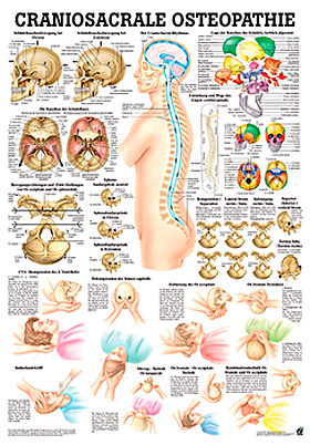 anat. Lehrtafel: Craniosacrale Osteopathie 70 x 100 cm, Papier, Rüdiger Anatomie, medishop.de