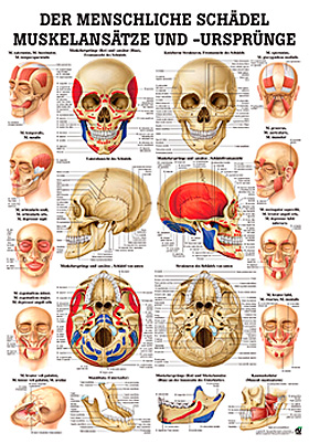 anat. Lehrtafel: Muskelanstze & Ursprnge am Schdel 70 x 100 cm, Papier, Rdiger Anatomie, medishop.de