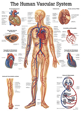anat. Lehrtafel: Human Vascular System 70 x 100 cm Papier (engl. Ausfhrung), Rdiger Anatomie, medishop.de