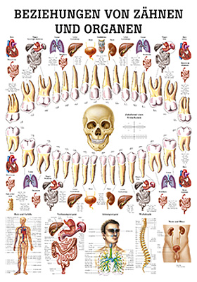 anat. Lehrtafel: Beziehungen von Organen und Zhnen 70 x 100 cm, laminiert, Rdiger Anatomie, medishop.de