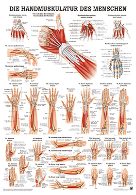 anat. Poster: Handmuskulatur des Menschen 50 x 70 cm, Papier, Rdiger Anatomie, medishop.de