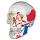 Klassik-Schdel, bemalt und nummeriert, 3-teilig