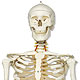 Luxus-Skelett Fred, auf 5-Fu-Rollenstativ, mit Bremse
