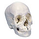 3B Scientific Steckschädel, Anatomische Version, 22-teilig, 1 Stück
