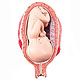 Fetus, 7. Monat (Normale Position)