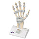 Modell des Handskeletts mit Bndern und Karpaltunnel, 3-teilig