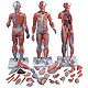Muskelfigur weiblich, 21-teilig, 1 Stck