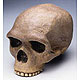 Anthropologischer Schdel - Steinheim