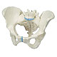 Weibliches Becken, 3-teilig