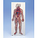 Blutkreislauf-Modell, 1 Stck