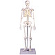 Miniatur-Skelett Tom
