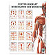 Mini-Poster Booklet: Muskulatur